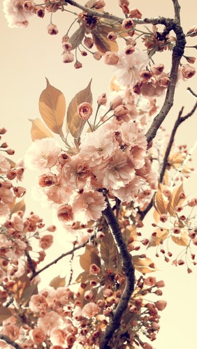 tumblr_static_download-flower-vintage-hd-wallpaper