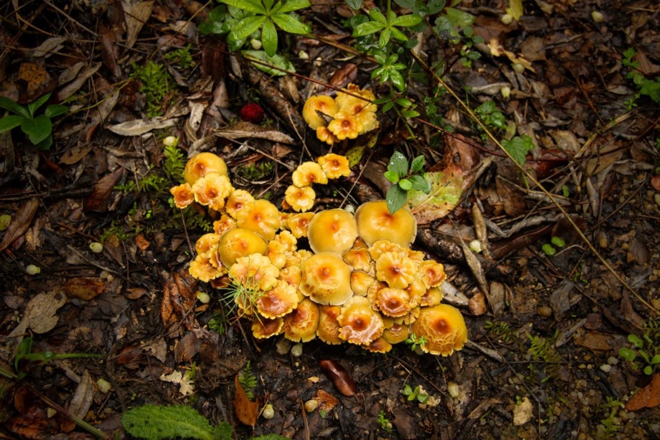 cogumelos montachique 3.jpg