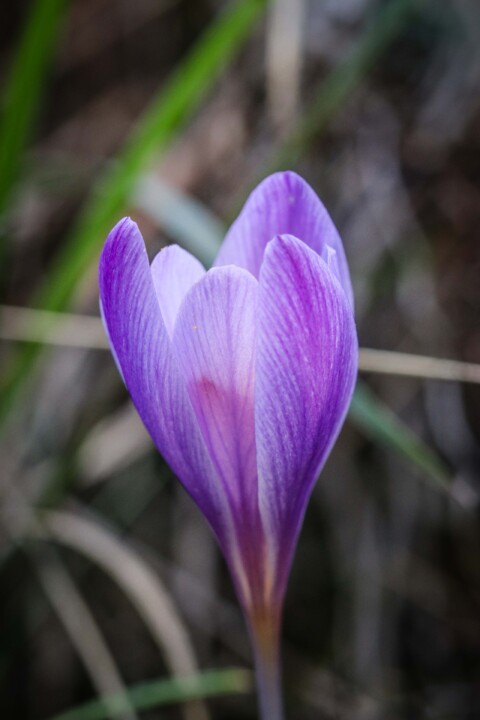 acafrao_bravo 7 a.jpg