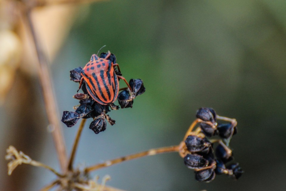 graphosoma semipunctatum 2.jpg