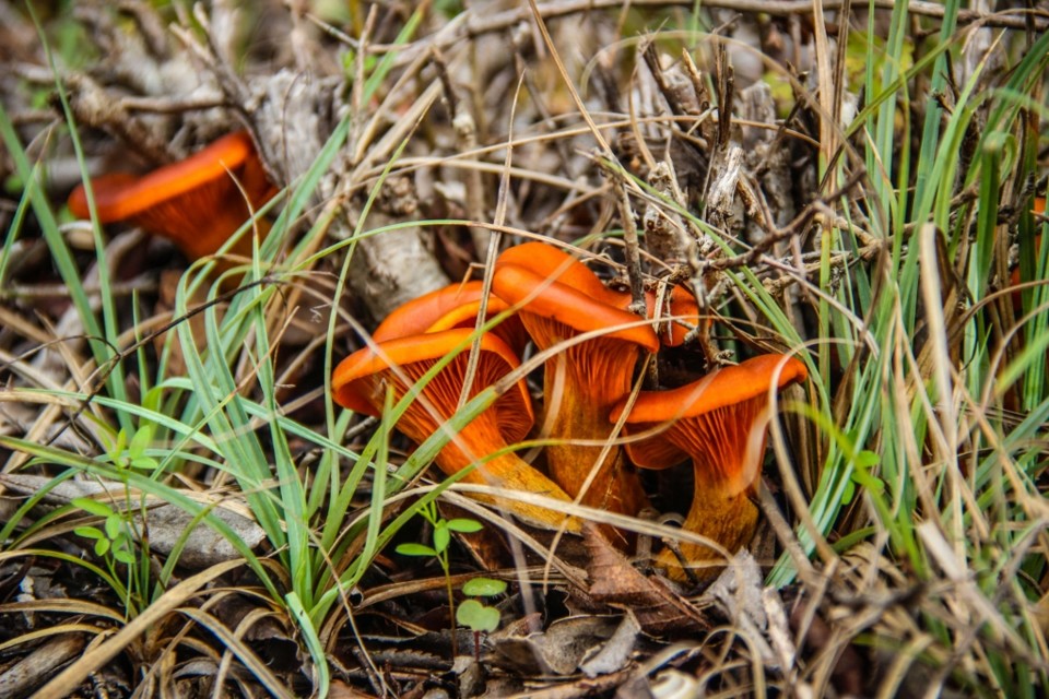 cogumelos montachique 16.jpg