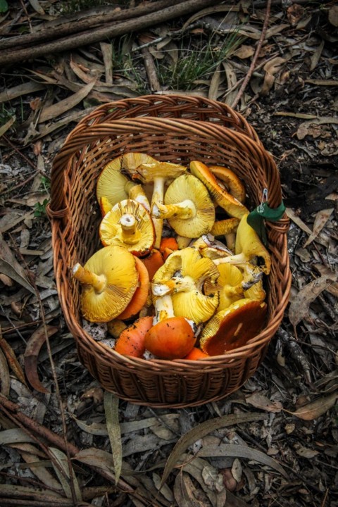 amanita caesarea 3.jpg amanita caesarea 3.jpg