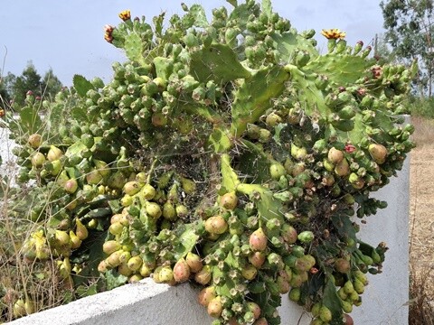 17b_Carromeu (5).jpg