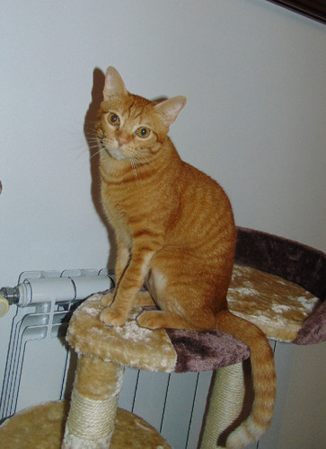 elgato.JPG elgato.JPG