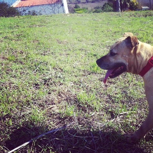 12144907_10207139447616859_888987536367544162_n.jp