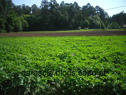 caminho_romano_arouca_07.JPG caminho_romano_arouca_07.JPG