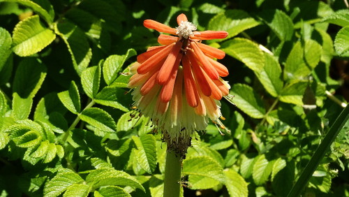 DSC02922.jpg DSC02922.jpg