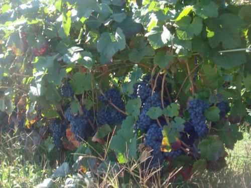 B11E7419-EA19-4AEF-BCF9-1F783BE10AE4-15572-00000DF B11E7419-EA19-4AEF-BCF9-1F783BE10AE4-15572-00000DF