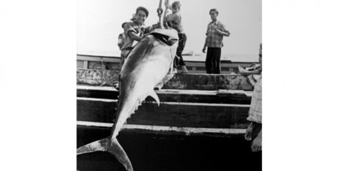 Atum Algarve.jpg Atum Algarve.jpg