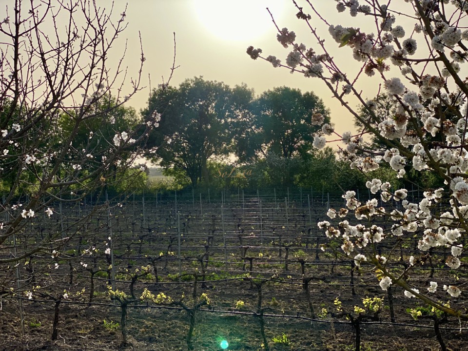 D95EEE01-C826-4F5A-AC30-7F21106A81F5_1_201_a.jpeg D95EEE01-C826-4F5A-AC30-7F21106A81F5_1_201_a.jpeg