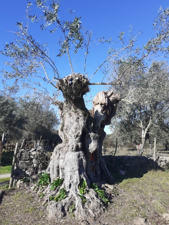 Oliveira Milenar II Sul. Foto original. 2022.01.12.jpg