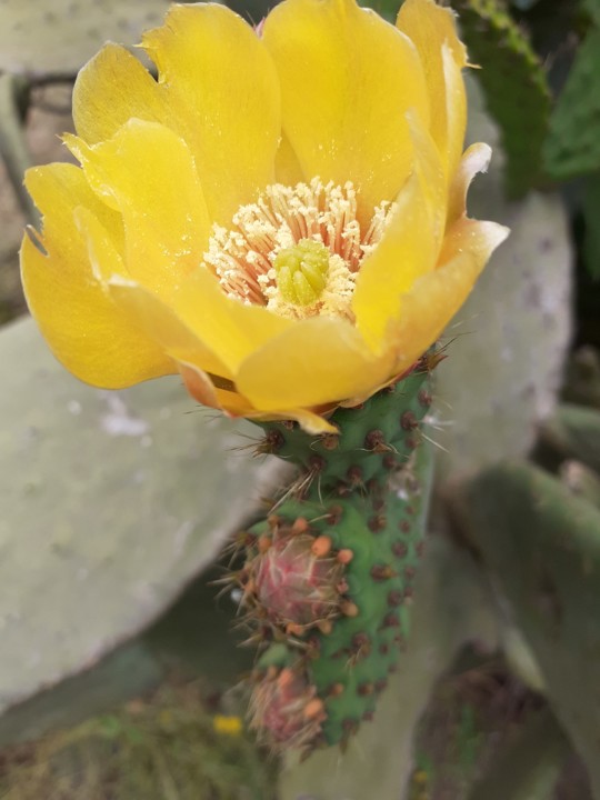 Figueira da Índia flor. Foto original. 2021. 05. jpg