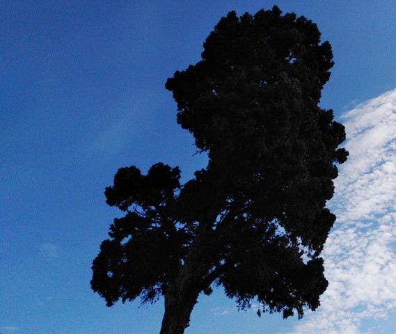 IMG_20210528_084917cópia.jpg IMG_20210528_084917cópia.jpg