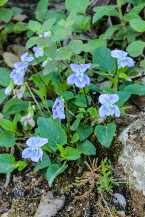viola lactea 6.jpg