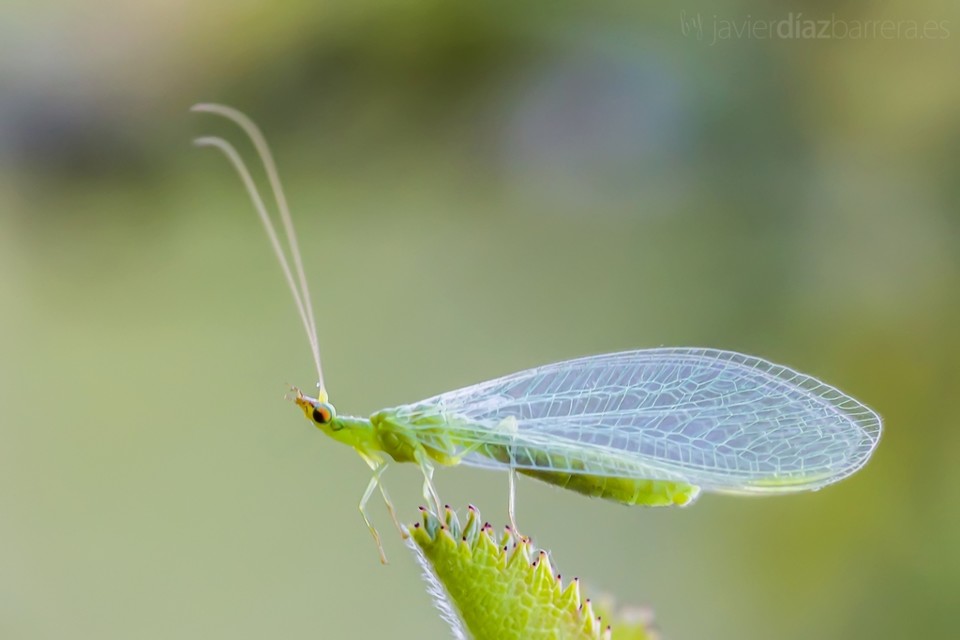 crisopa-depredador.jpg crisopa-depredador.jpg