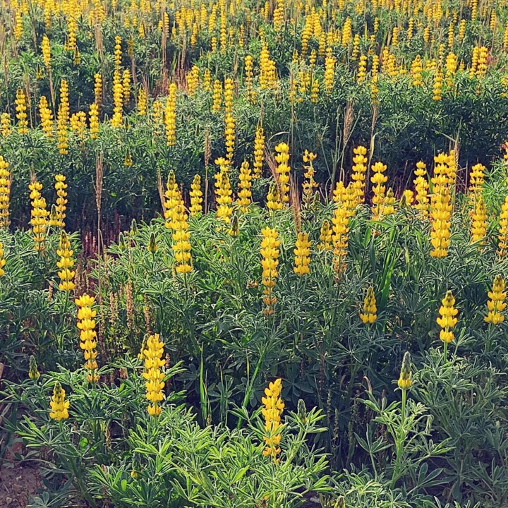 337419409_905274594073190_3861638886728470837_n.jp