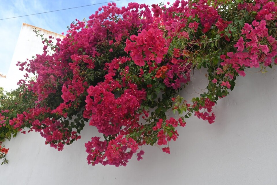 Não me canso disto Ferragudo2.JPG