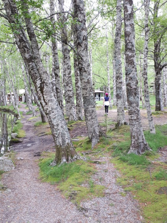 COVÃO_SAPO.jpg COVÃO_SAPO.jpg