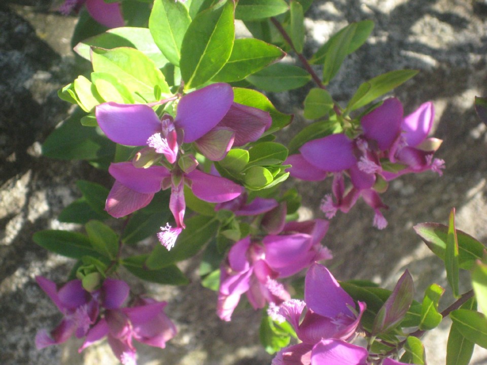 não_me_canso_disto_flores.jpg não_me_canso_disto_flores.jpg