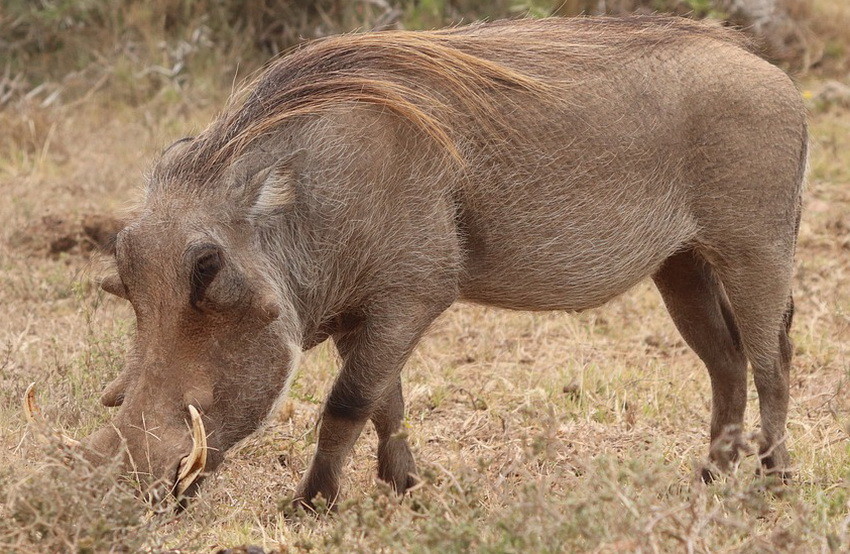 eastern-cape-warthog-5474166_960_720.jpg