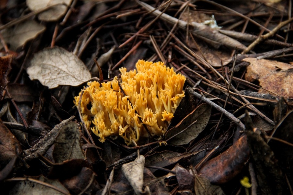 ramaria sp 2.jpg