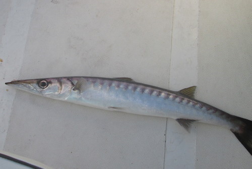 Fotos Graciosa (26).JPG Fotos Graciosa (26).JPG