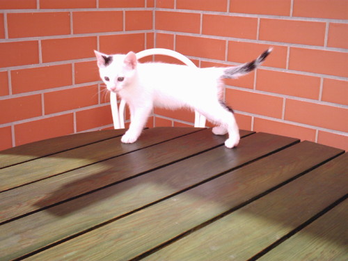 AAAA0010.JPG AAAA0010.JPG