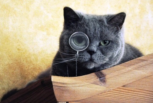 gato monocolo.jpg gato monocolo.jpg