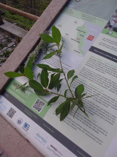 Painel. Original DAPL. 2017.jpg