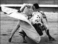 Antoñete, lance de capote no toiro branco-1966.jp