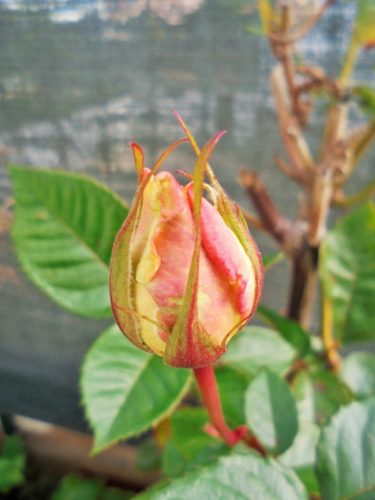 ESPERANÇA.JPG ESPERANÇA.JPG