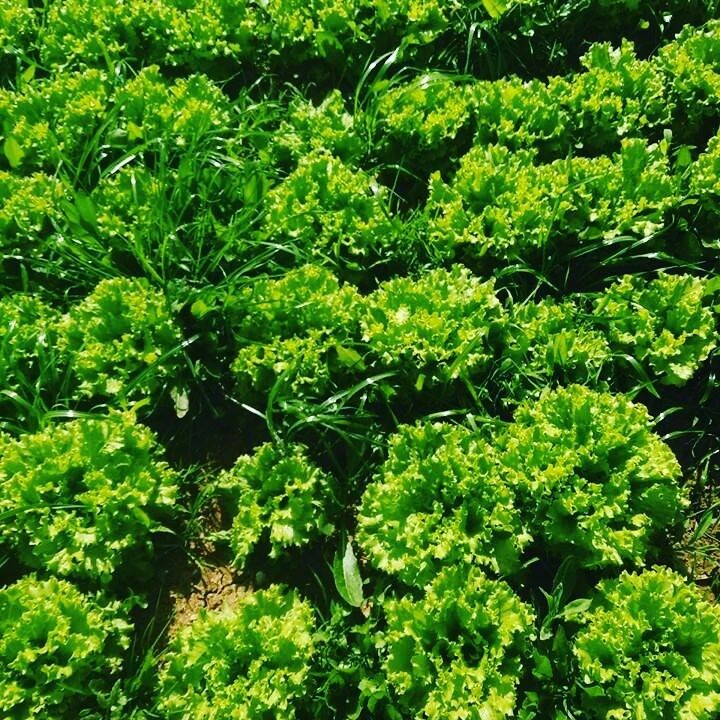 348681838_258512760172460_9197165075704086569_n.jp