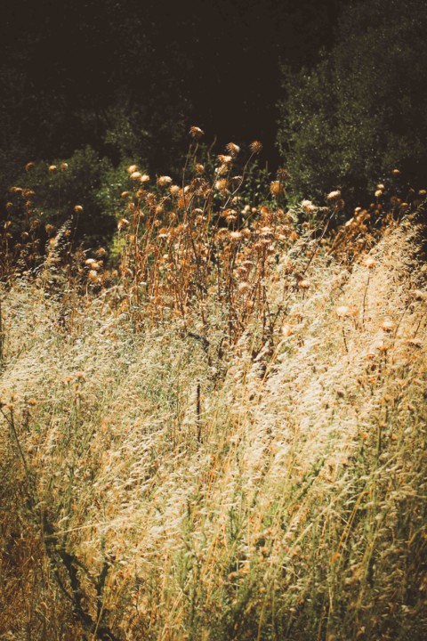 trilho das vinhas-25.jpg