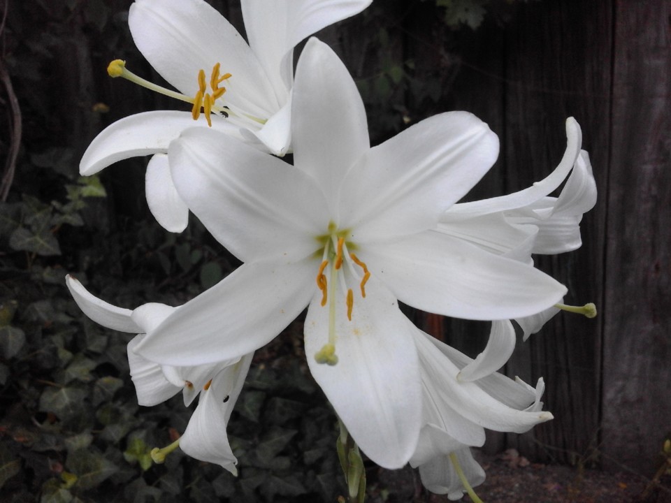 Foto original. Açucena 2019. 05.jpg