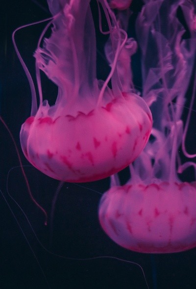 pink-jellly-fish.jpg