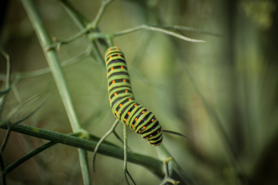 caudadeandorinha 3.jpg