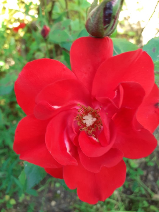 Rosa Gulbenkian. Foto original. 2021.05.06. jpg