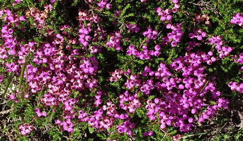 carrascas.jpeg carrascas.jpeg