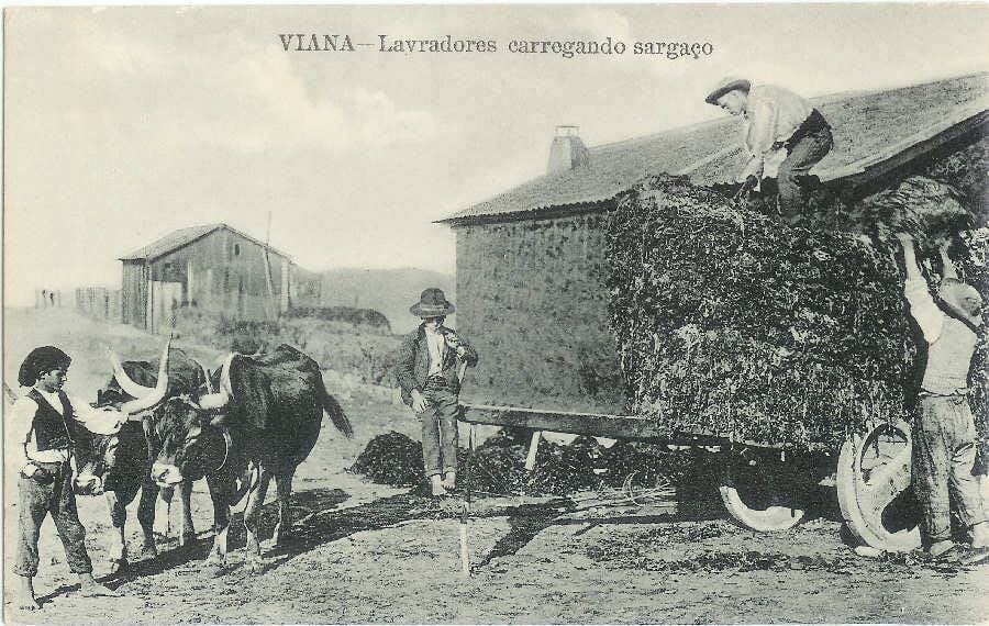 339- carregando sargaço.jpg