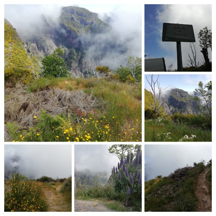 IMG_20210530_114403-COLLAGE.jpg IMG_20210530_114403-COLLAGE.jpg