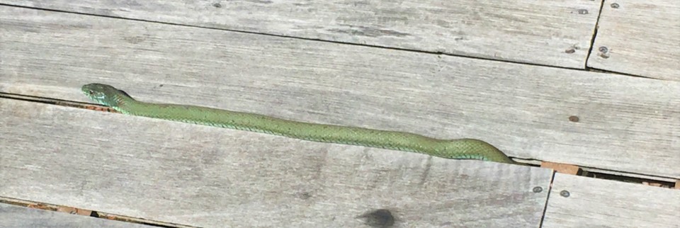 Cobra Verdinha.jpg Cobra Verdinha.jpg