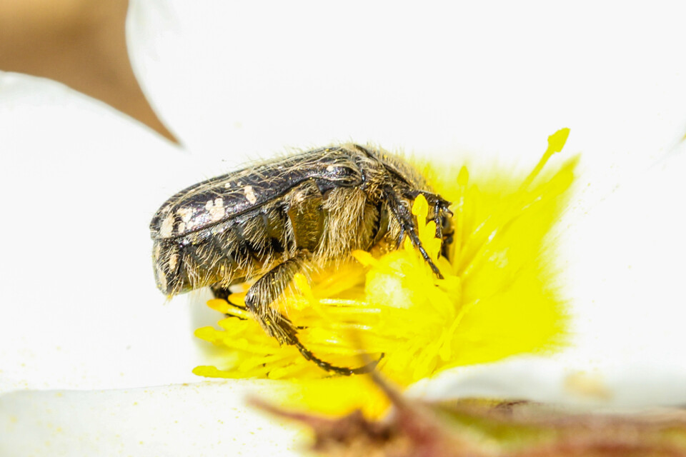 escaravelho das flores h-1.jpg