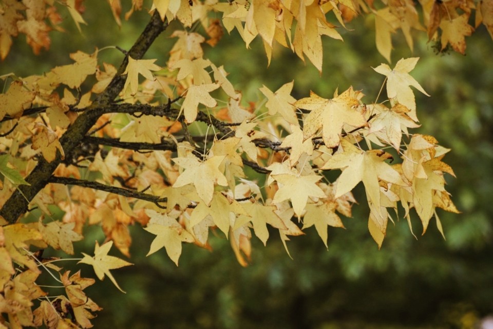 outono_quinta_das_conchas 10.jpg