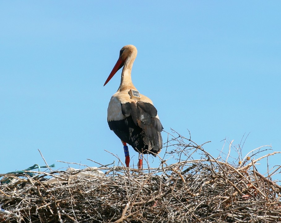 IMG_4959_Enhancer.jpg IMG_4959_Enhancer.jpg