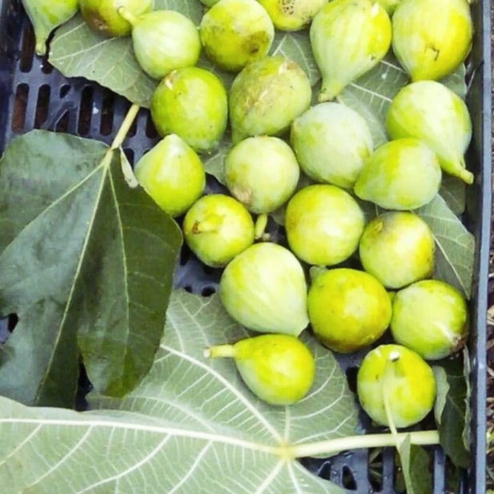 528552602_18493044712066958_7305281528379092923_n.