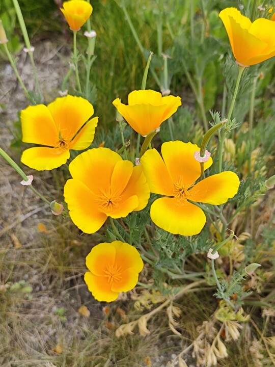 IMG_20240425_145500 (1).jpg