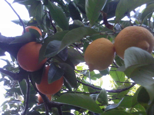 Foto original de DAPL Frutos do Trabalho 11 02 2015.jpg