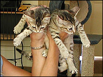 _39934540_clone5_shiels_203.jpg _39934540_clone5_shiels_203.jpg