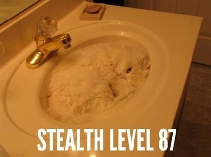 stealth-cat.jpg
