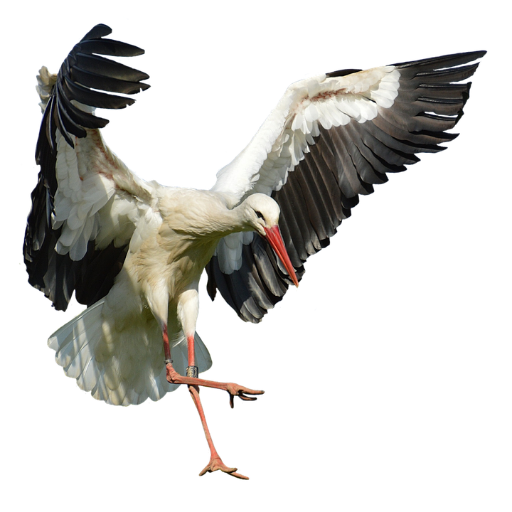 stork.png stork.png